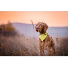 Reflexní obojek pro psy Lurex