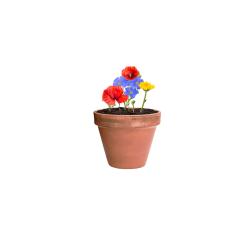 Kapsle se semínky květin Flocca