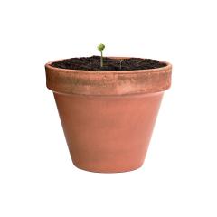 Koule se semínky Flobba