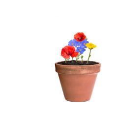 Koule se semínky Flobba