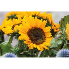 Slunečnicová semínka v obálce GIRASOL