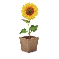 Sada na pěstování slunečnice SUNFLOWER KIT