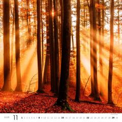 Kalendář Les