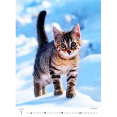  Kalendář Koťátka