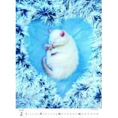  Kalendář Koťátka