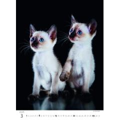  Kalendář Koťátka