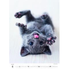  Kalendář Koťátka