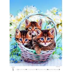  Kalendář Koťátka