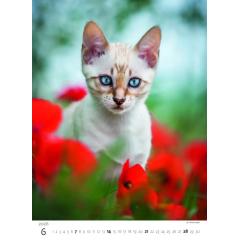  Kalendář Koťátka