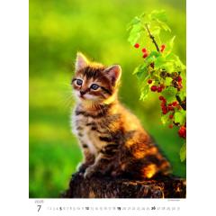  Kalendář Koťátka