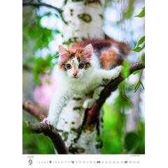  Kalendář Koťátka