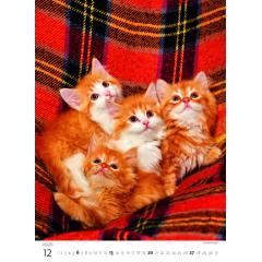  Kalendář Koťátka