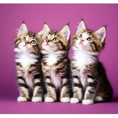  Kalendář Mazlíčci - vázanka