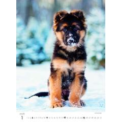  Kalendář Štěňátka