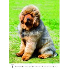  Kalendář Štěňátka