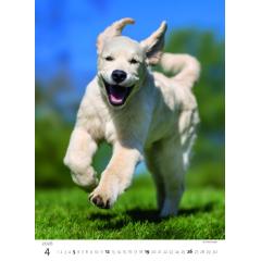  Kalendář Štěňátka