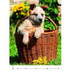  Kalendář Štěňátka