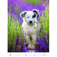  Kalendář Štěňátka