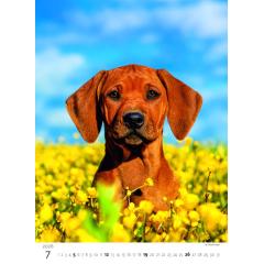  Kalendář Štěňátka