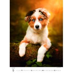  Kalendář Štěňátka