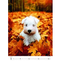  Kalendář Štěňátka