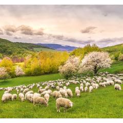  Slovenský kalendár Slovensko - viazanka